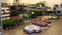 Wholesale Plants