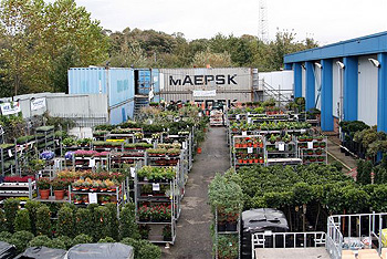 Wholesale outdoor plants.