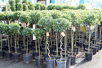 Wholesale outdoor shrubs and trees.