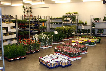 Wholesale indoor plants.